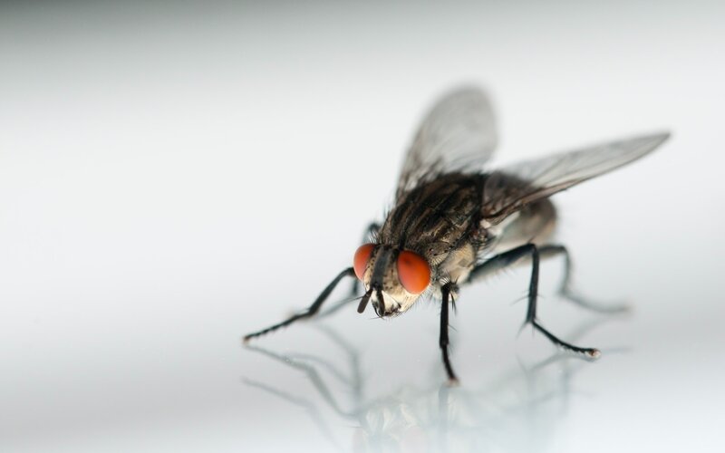 Close-up of a Fly — White