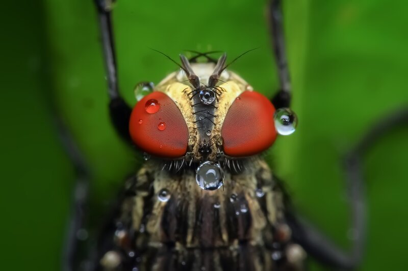 Close-up of a fly with red eyes