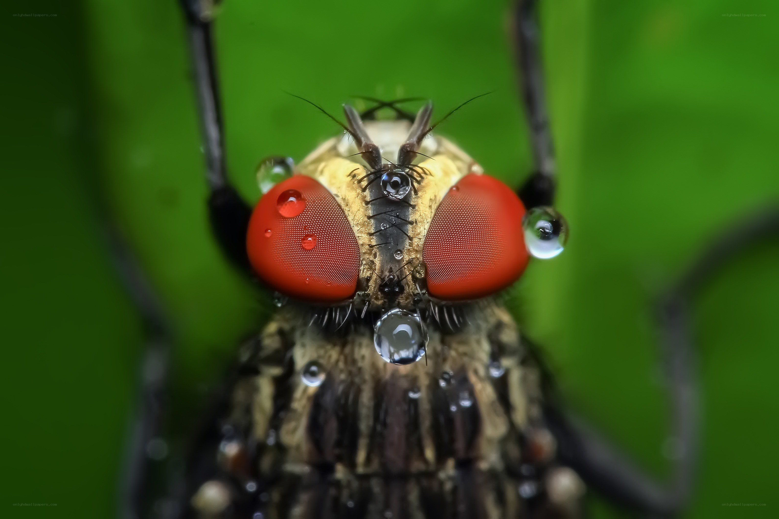 Close-up of a fly with red eyes