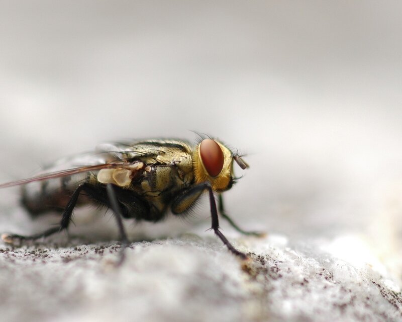 Close-up of a Fly — Yellow, Neutral