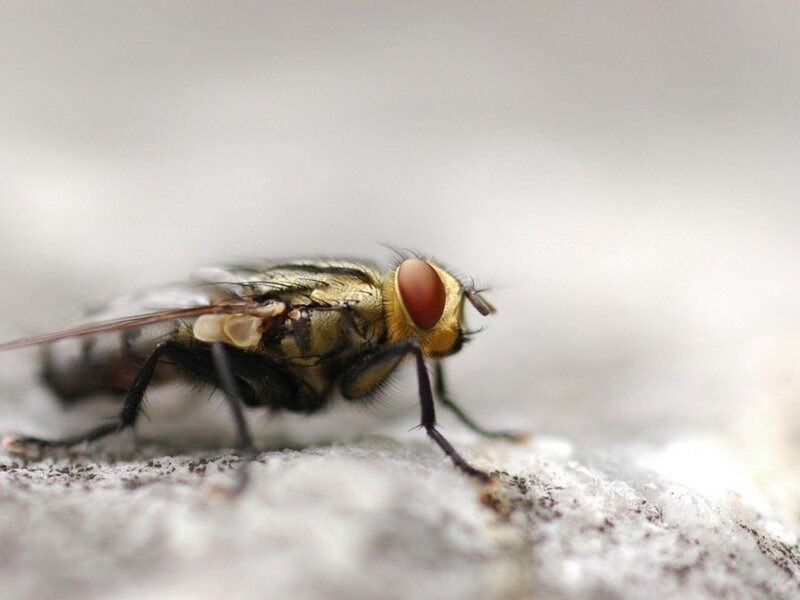 Close-up of a Fly — Yellow