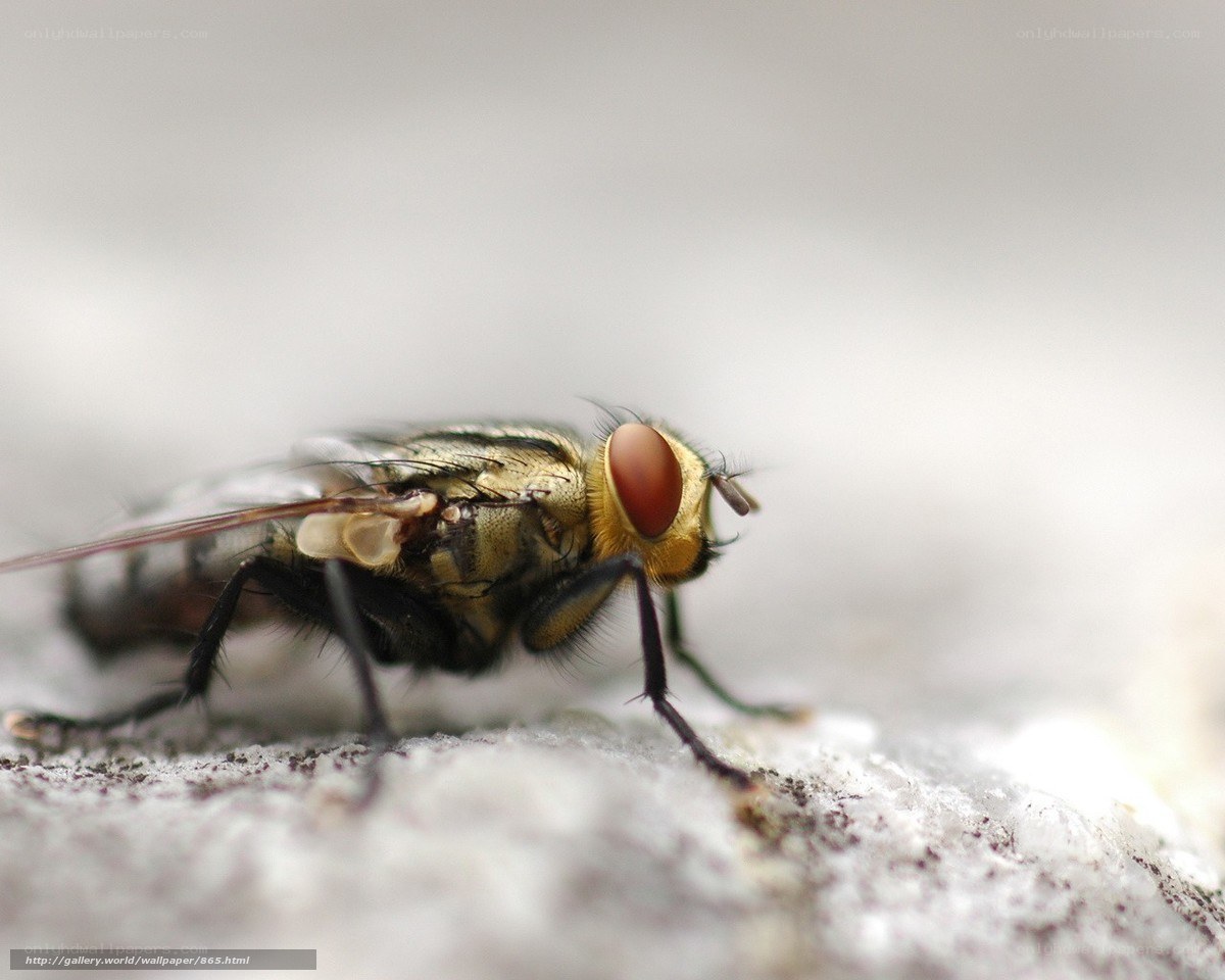 close-up of a fly