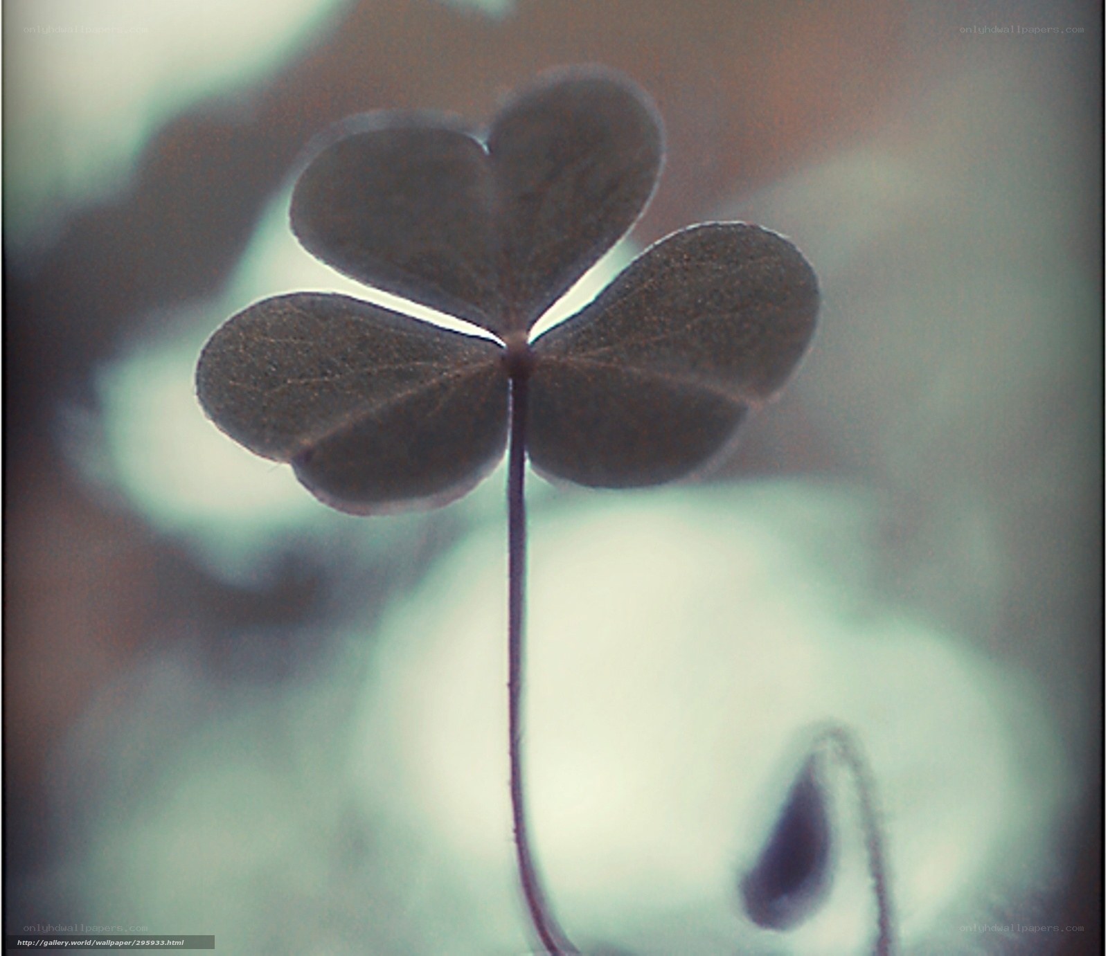 Close-up of a four-leaf clover