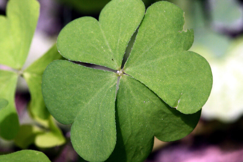 close-up of a four-leaf clover