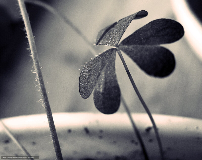 Close-up of a four-leaf clover
