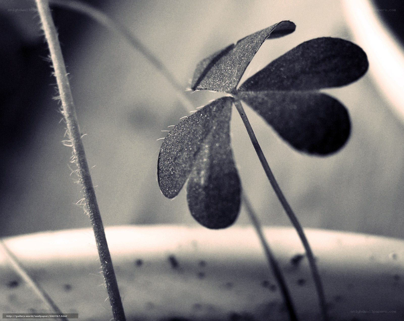 Close-up of a four-leaf clover