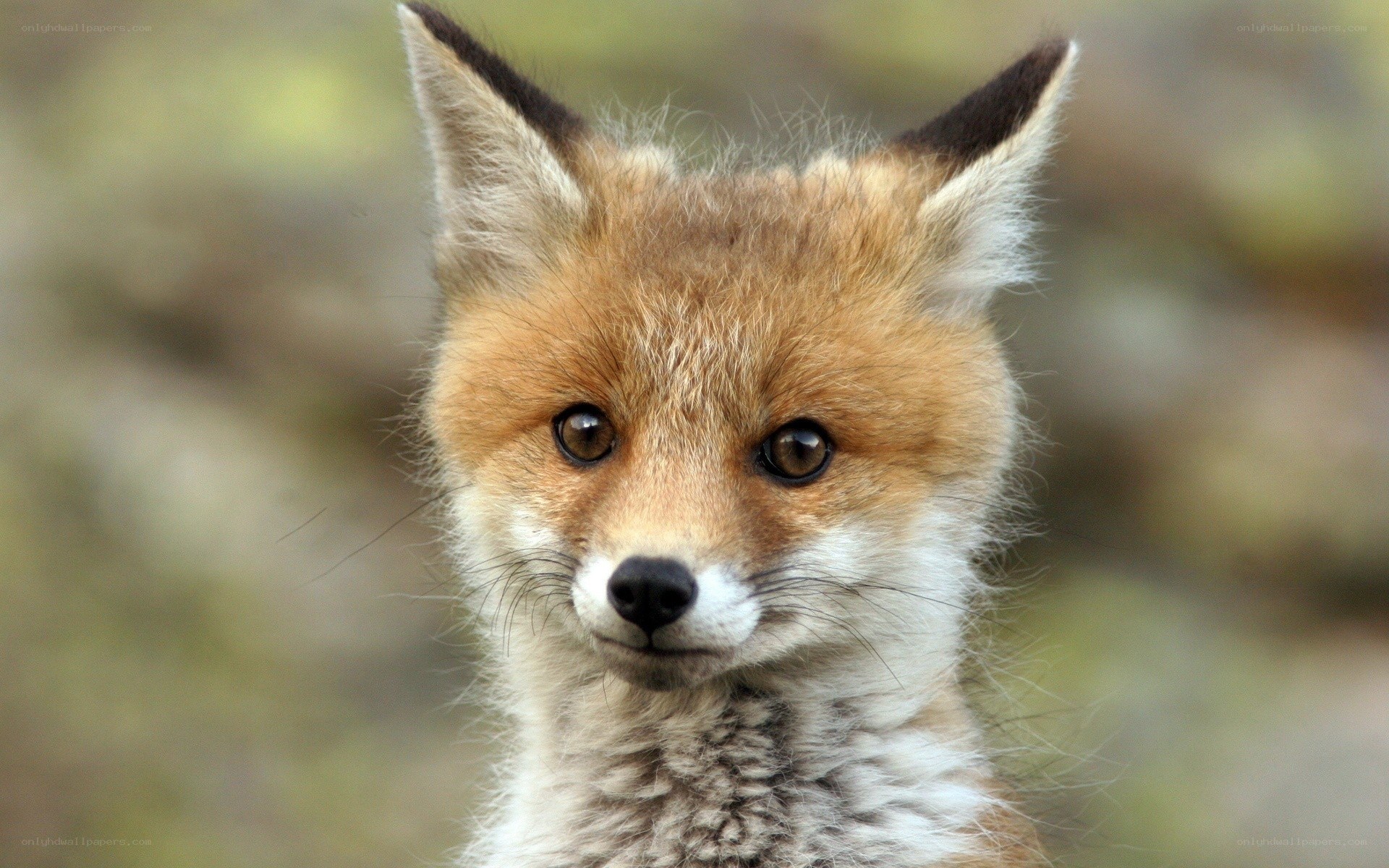 close-up of a fox cub