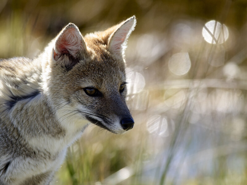 Close-up of a fox in grass
