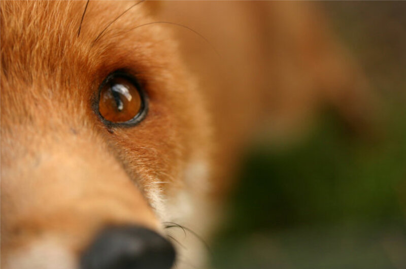 close-up of a fox's eye