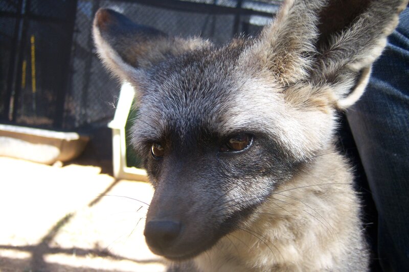 close-up of a fox's face