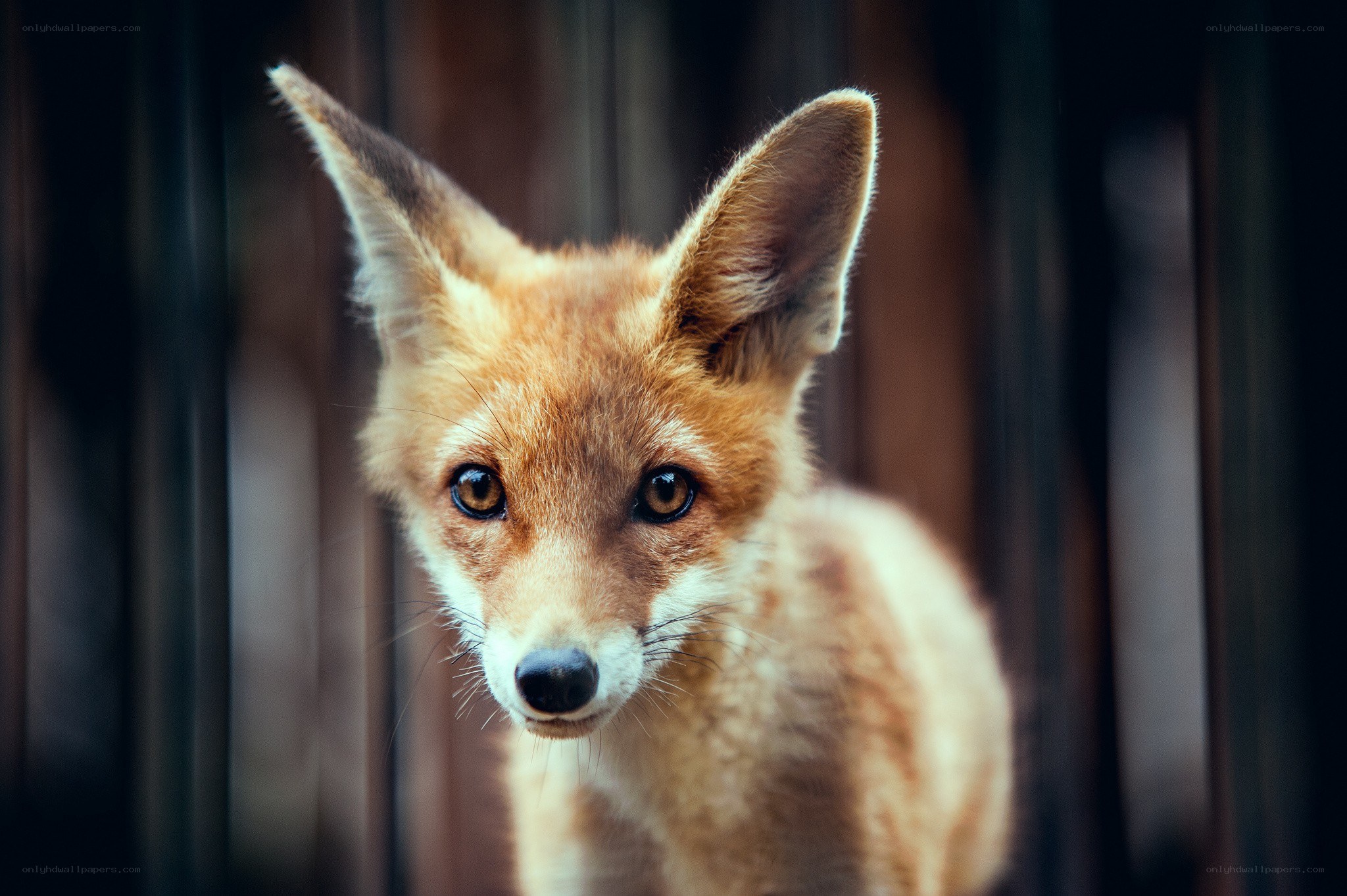 close-up of a fox