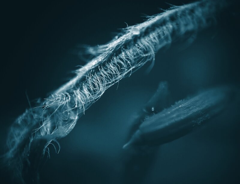 Close-up of a frayed rope