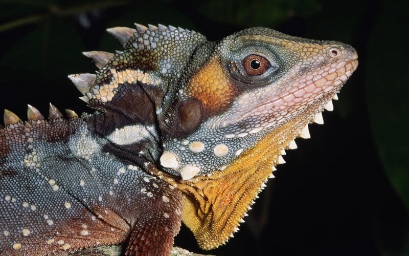 Close-up of a frilled lizard