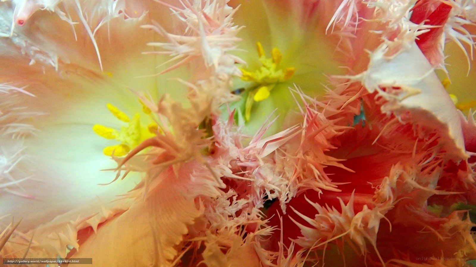 Close-up of a fringed tulip