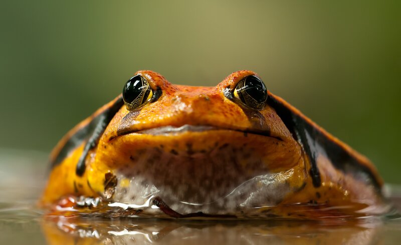 Close-up of a frog in water