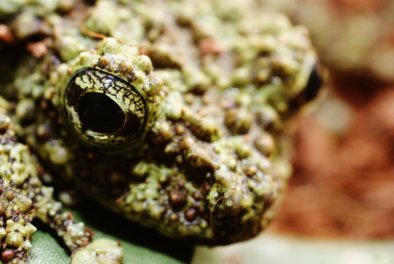 close-up of a frog's eye