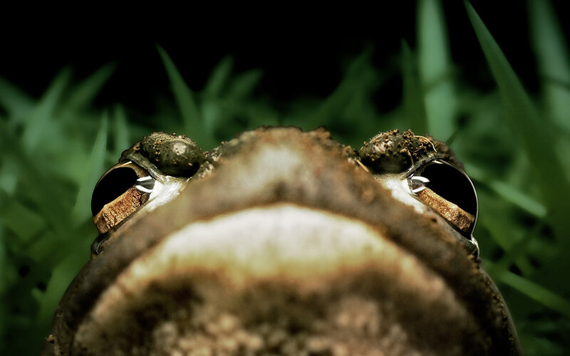 close-up of a frog's face