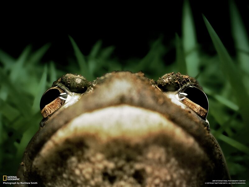 Close-up of a frog's face