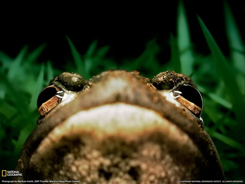 Close-up of a frog's face