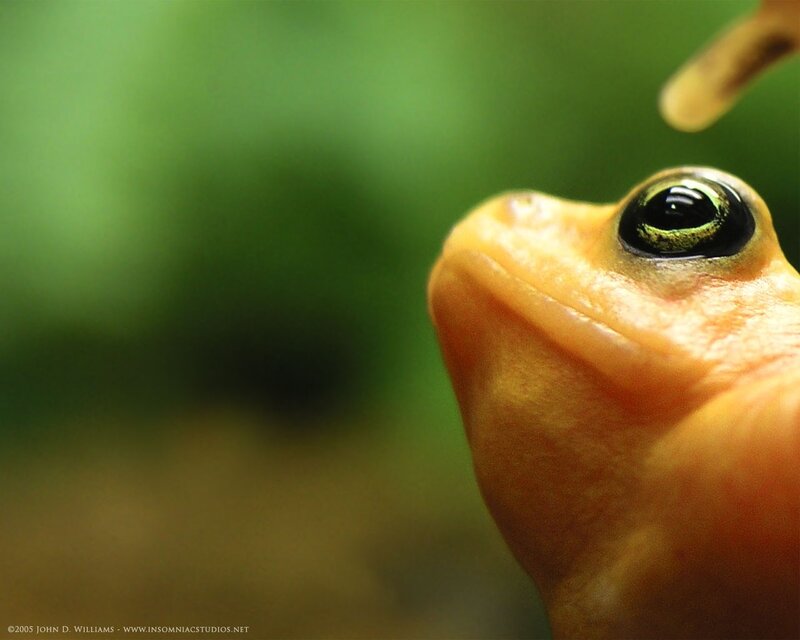 Close-up of a frog's face