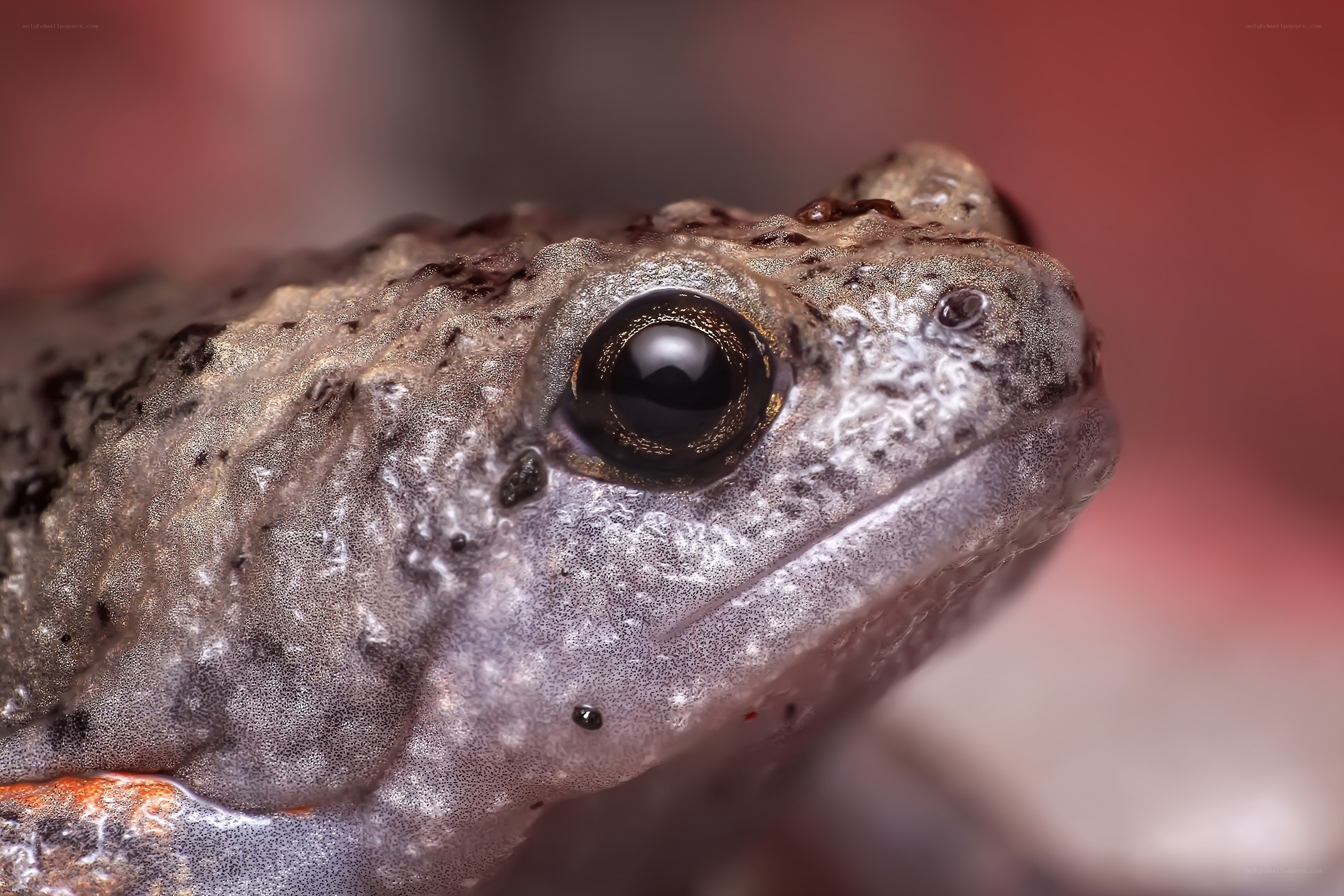 close-up of a frog's face