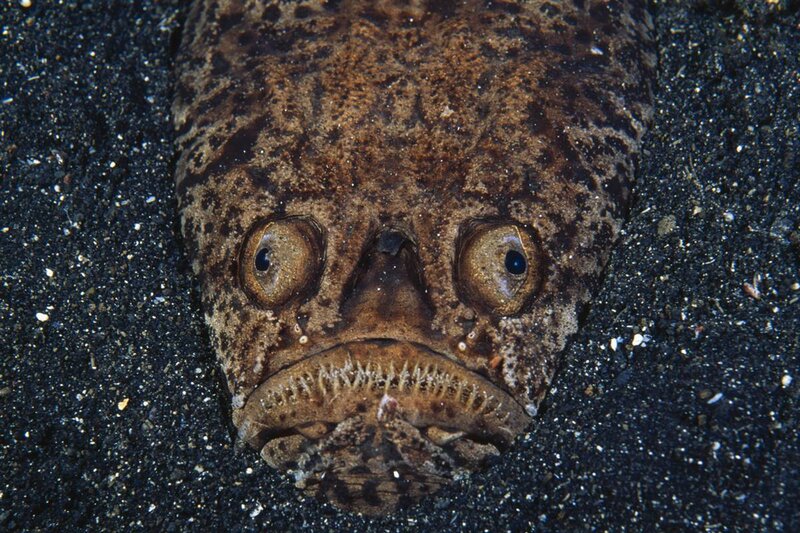 close-up of a frogfish
