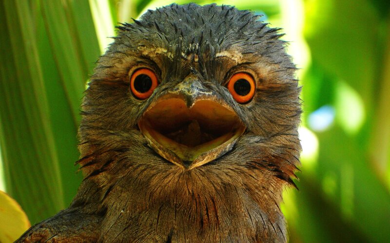 close-up of a frogmouth bird