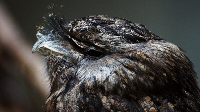 close-up of a frogmouth bird