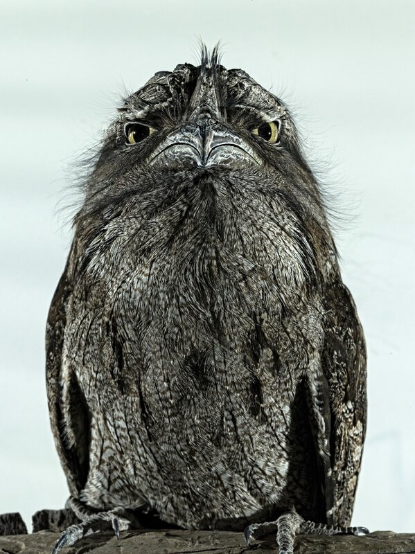 Close-up of a frogmouth bird