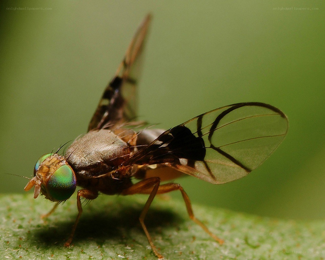 close-up of a fruit fly