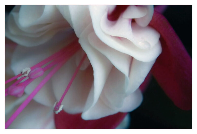 close-up of a fuchsia flower