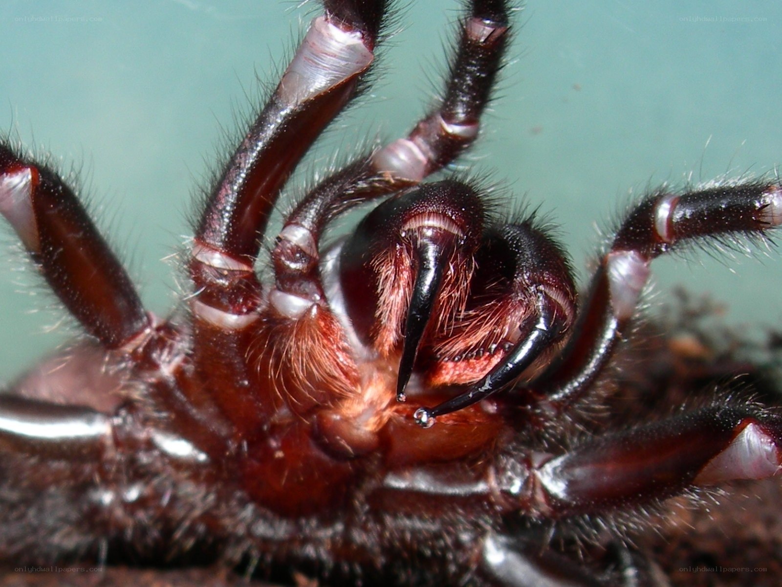 close-up of a funnel-web spider