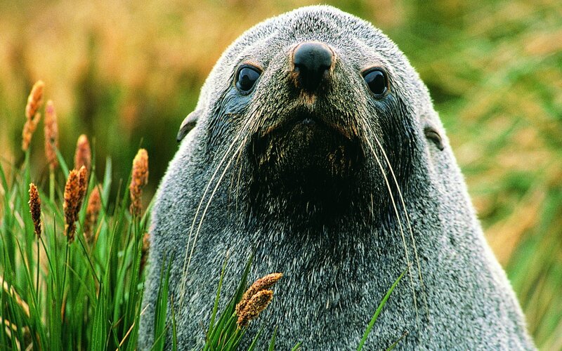 close-up of a fur seal