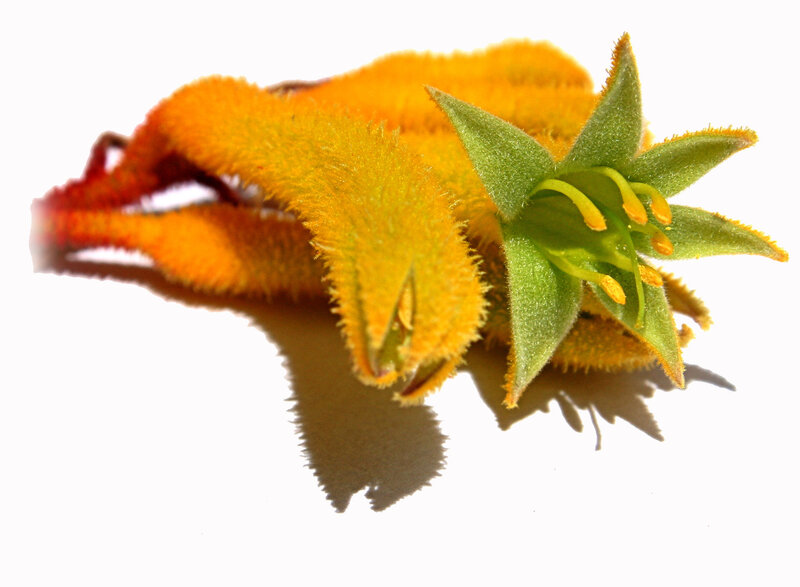 Close-up of a furry flower