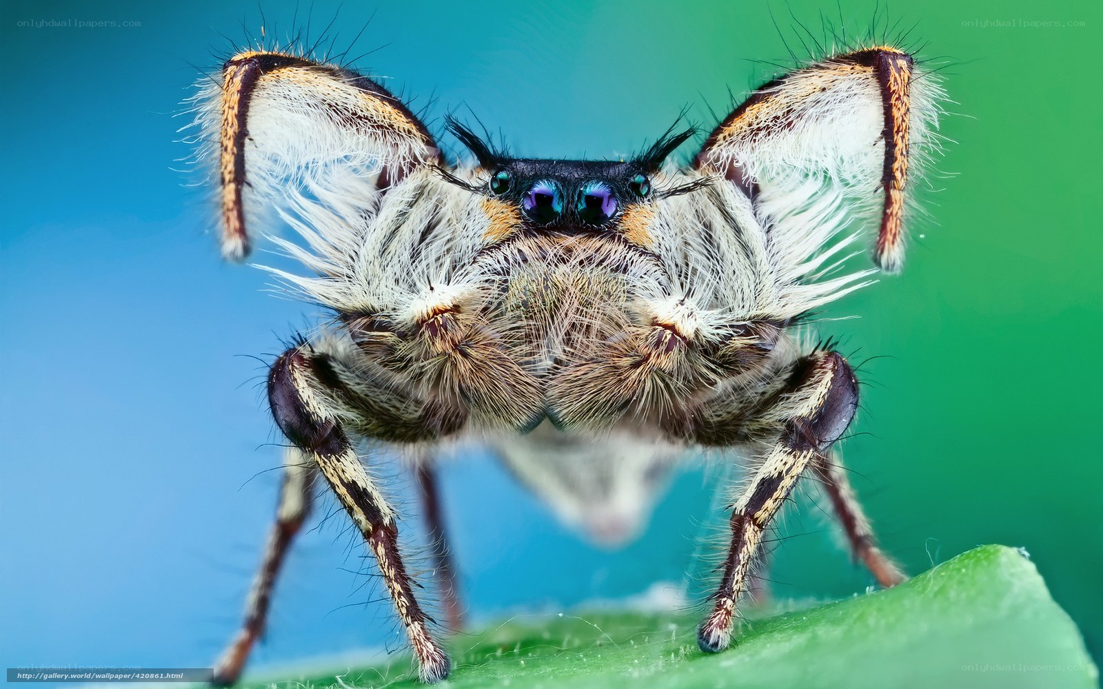 Close-up of a furry jumping spider