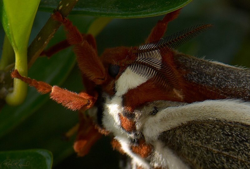 close-up of a furry moth