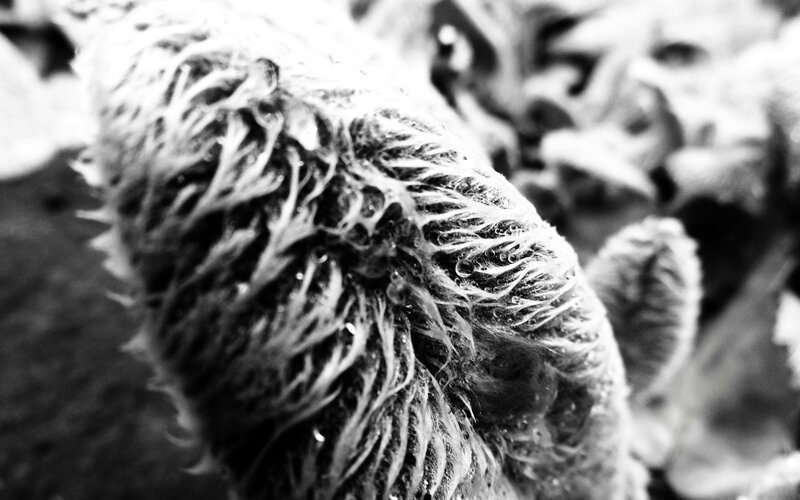close-up of a furry object