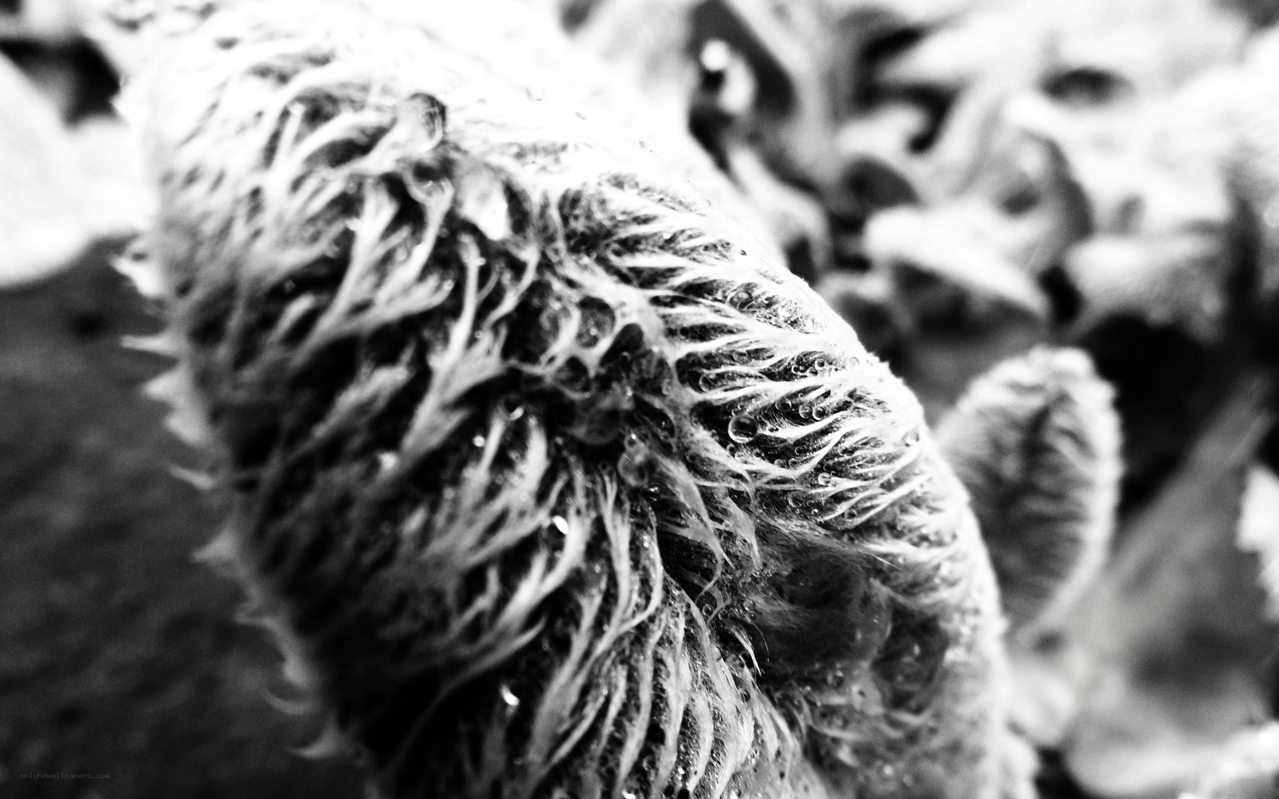 close-up of a furry object