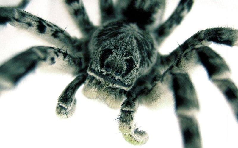 close-up of a furry spider
