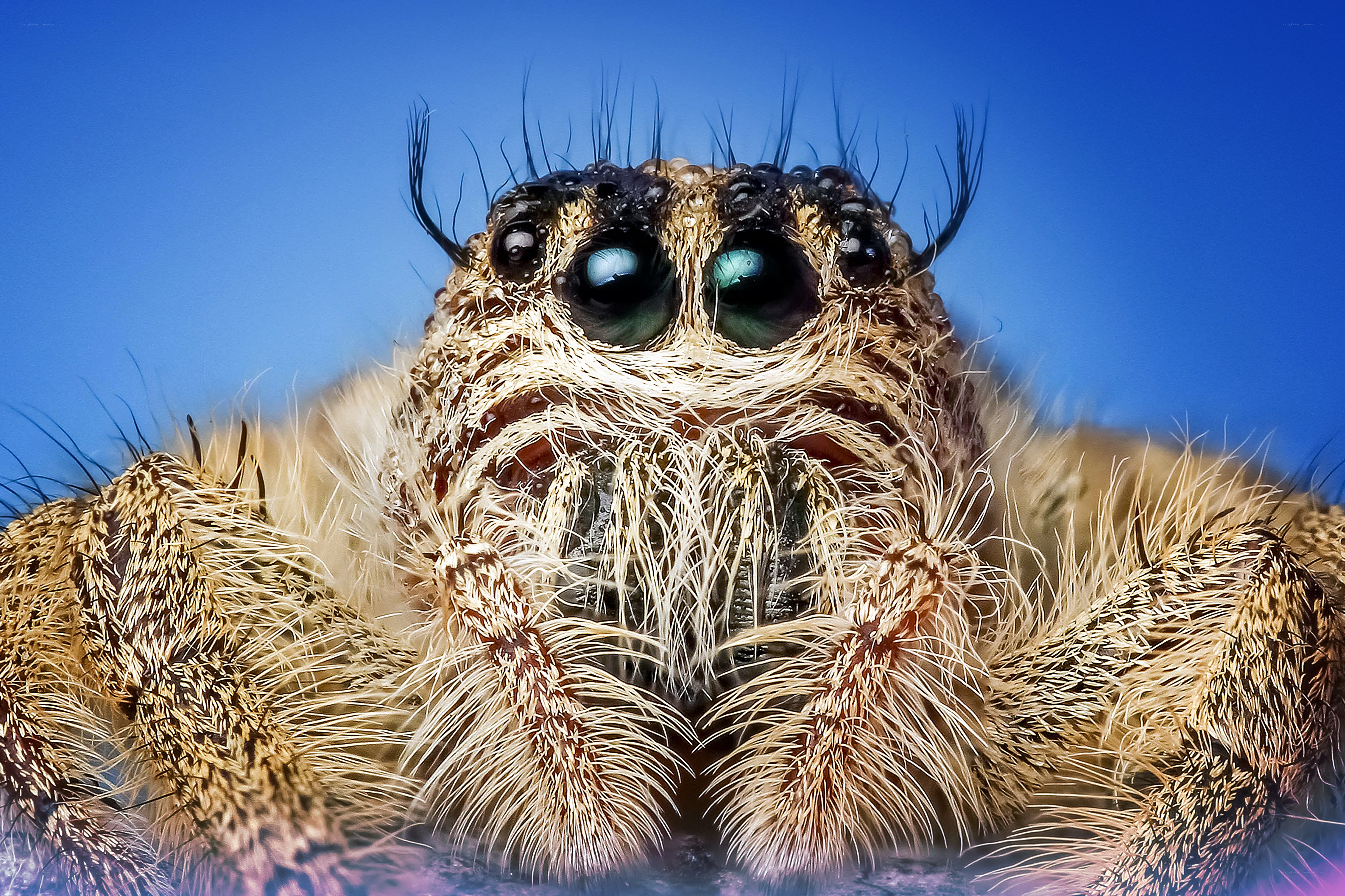 Close-up of a furry spider