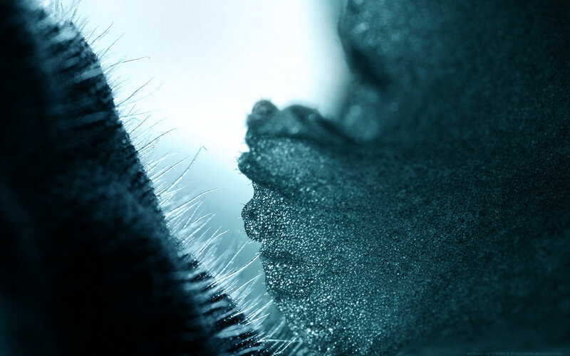 close-up of a furry surface