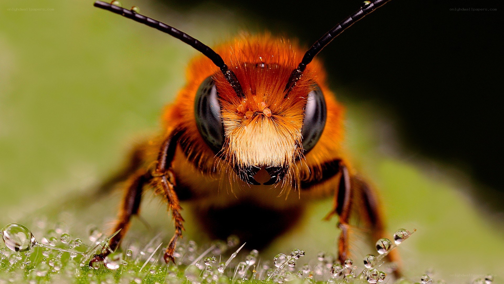Close-up of a fuzzy bee