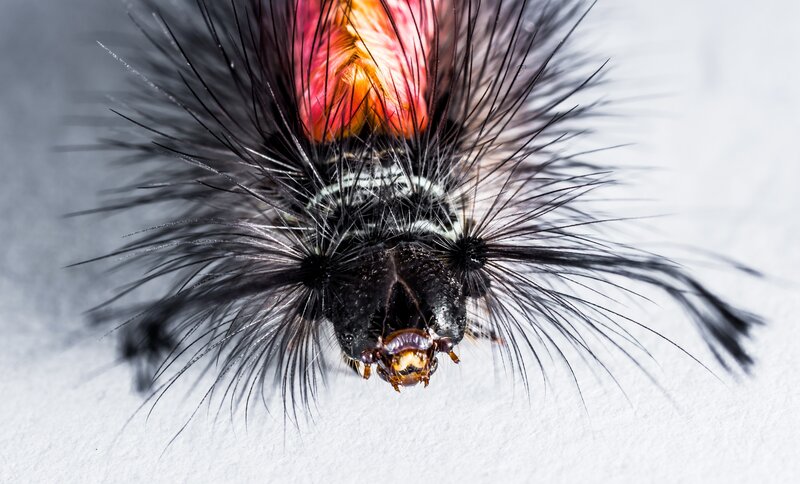 close-up of a fuzzy caterpillar