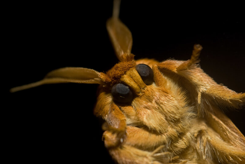 close-up of a fuzzy moth