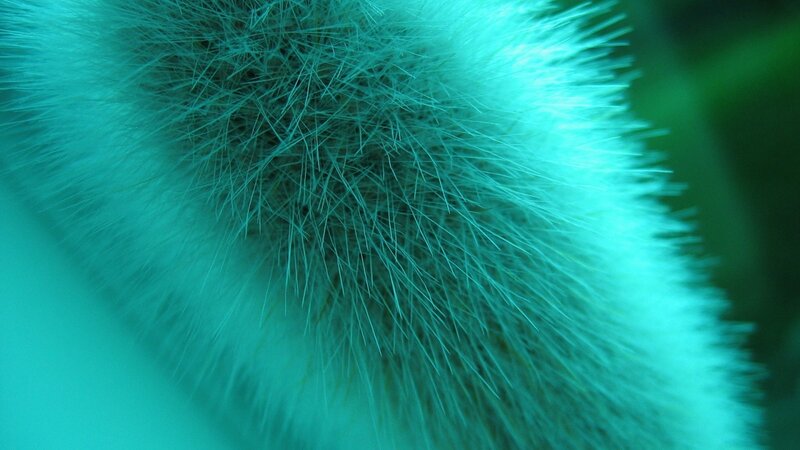 close-up of a fuzzy plant