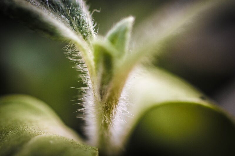 Close-up of a fuzzy plant stem