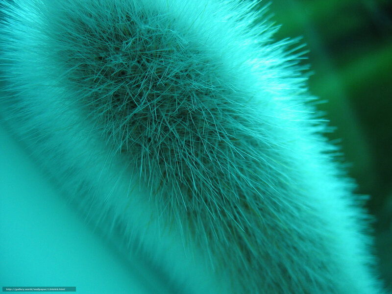 Close-up of a fuzzy plant
