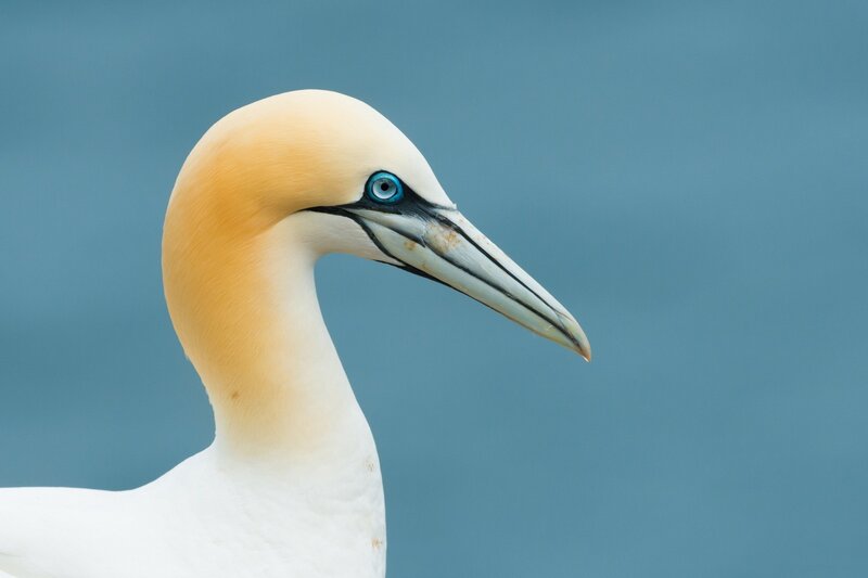close-up of a gannet