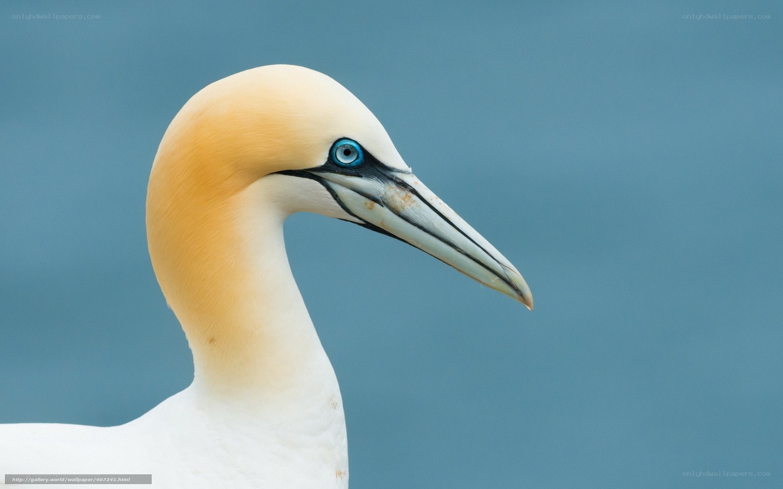 Close-up of a gannet
