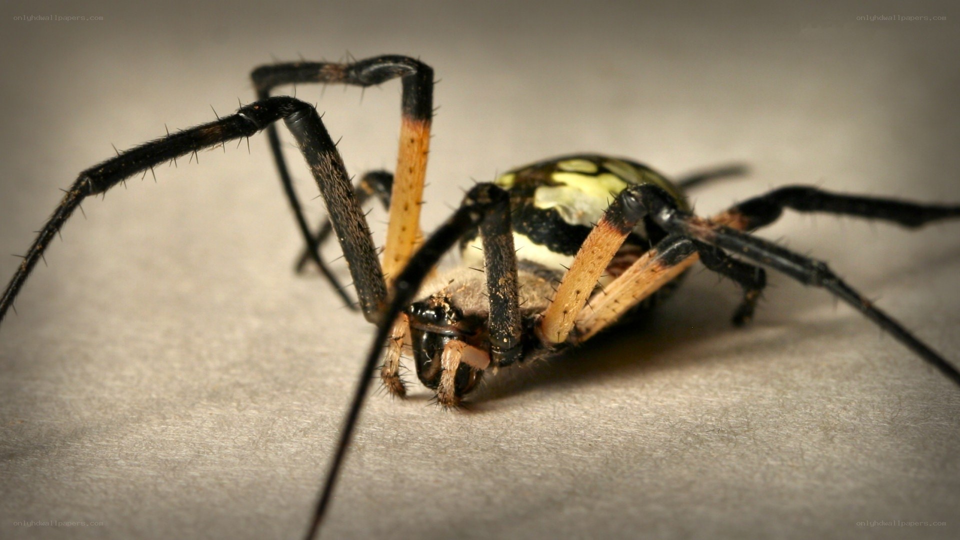 close-up of a garden spider